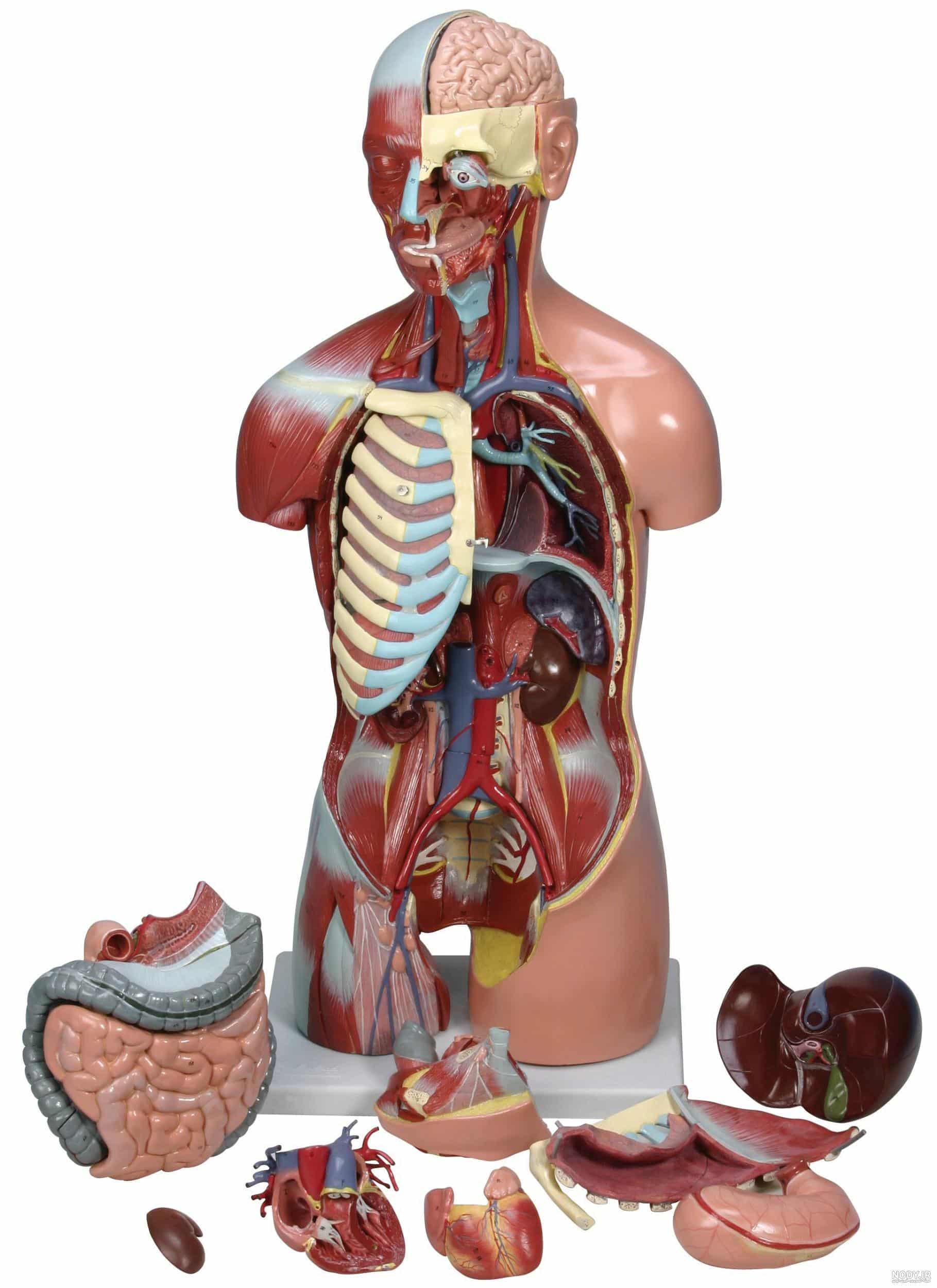 مدل نیم تنه انسان اندازه طبیعی با ماهیچه
