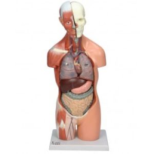 مولاژ نیمتنه انسان ۱/۲ اندازه طبیعی ۱۴۰۰۴