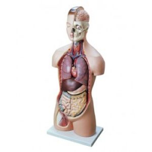 مدل نیم تنه اندازه طبیعی