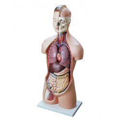 مدل نیم تنه اندازه طبیعی